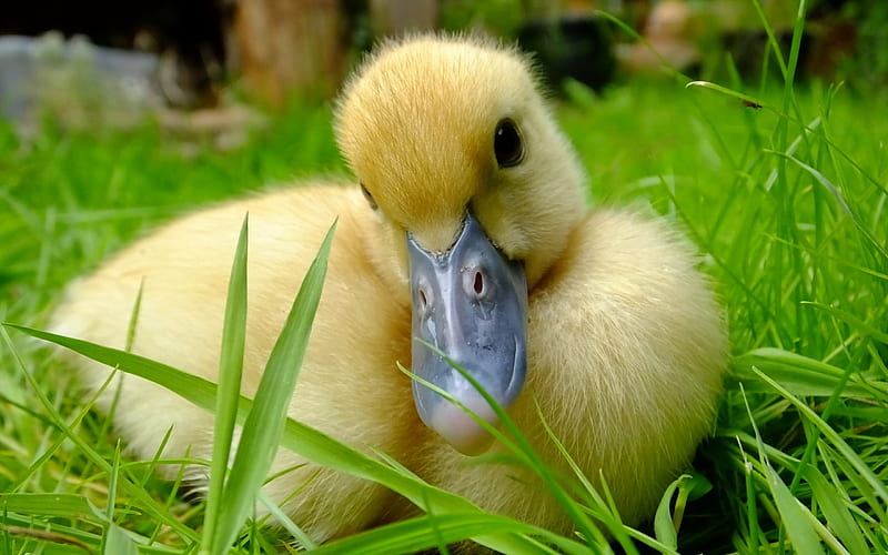 Duckling, cute, bird, green, grass, yellow, HD wallpaper