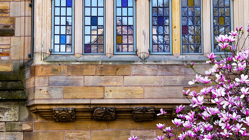 Yale University Victorian windows, USA, magnolia, victorian, University, New Haven, Connecticut, Yale, reflection, Windows, HD wallpaper