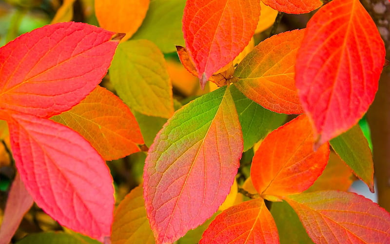 leaves autumn-plants, HD wallpaper