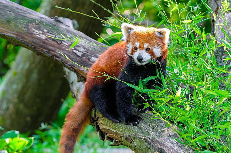 Red Panda, animal, nature, panda, red, HD wallpaper | Peakpx