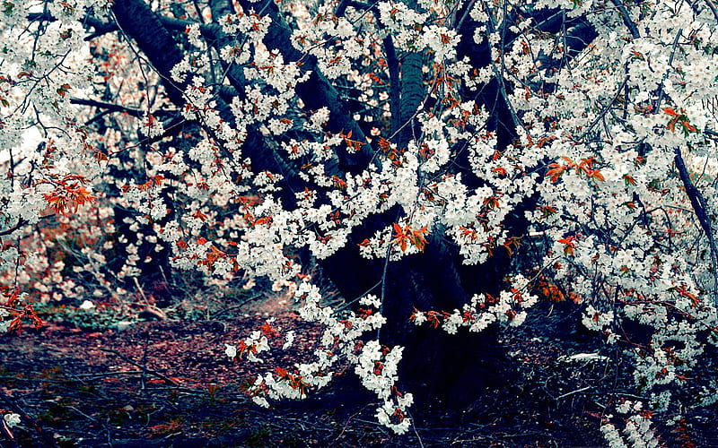 Beautiful Japanese cherry blossom season 14, HD wallpaper