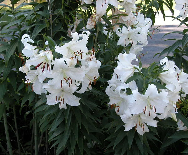 White Lily, garden, flowers, tropical, HD wallpaper