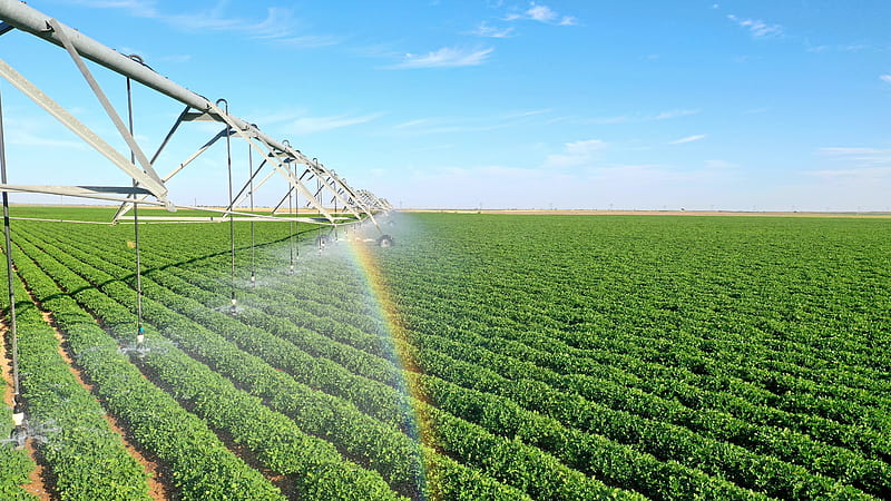 Peanut field , agriculture, drone, farm, irrigation, landscape, peanuts, rainbow, HD wallpaper