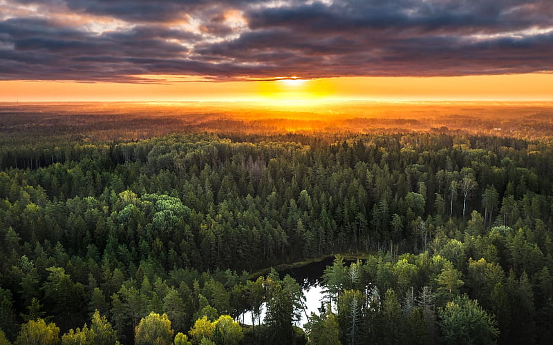 Sunrise over Forest, Latvia, forest, sunrise, panorama, aerial, HD wallpaper