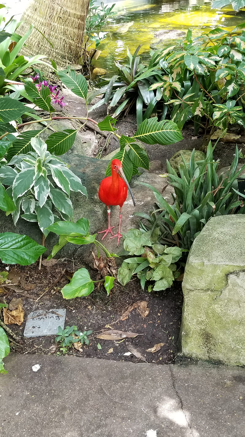 Scarlet Ibis, bird, rainforest, red bird, HD phone wallpaper