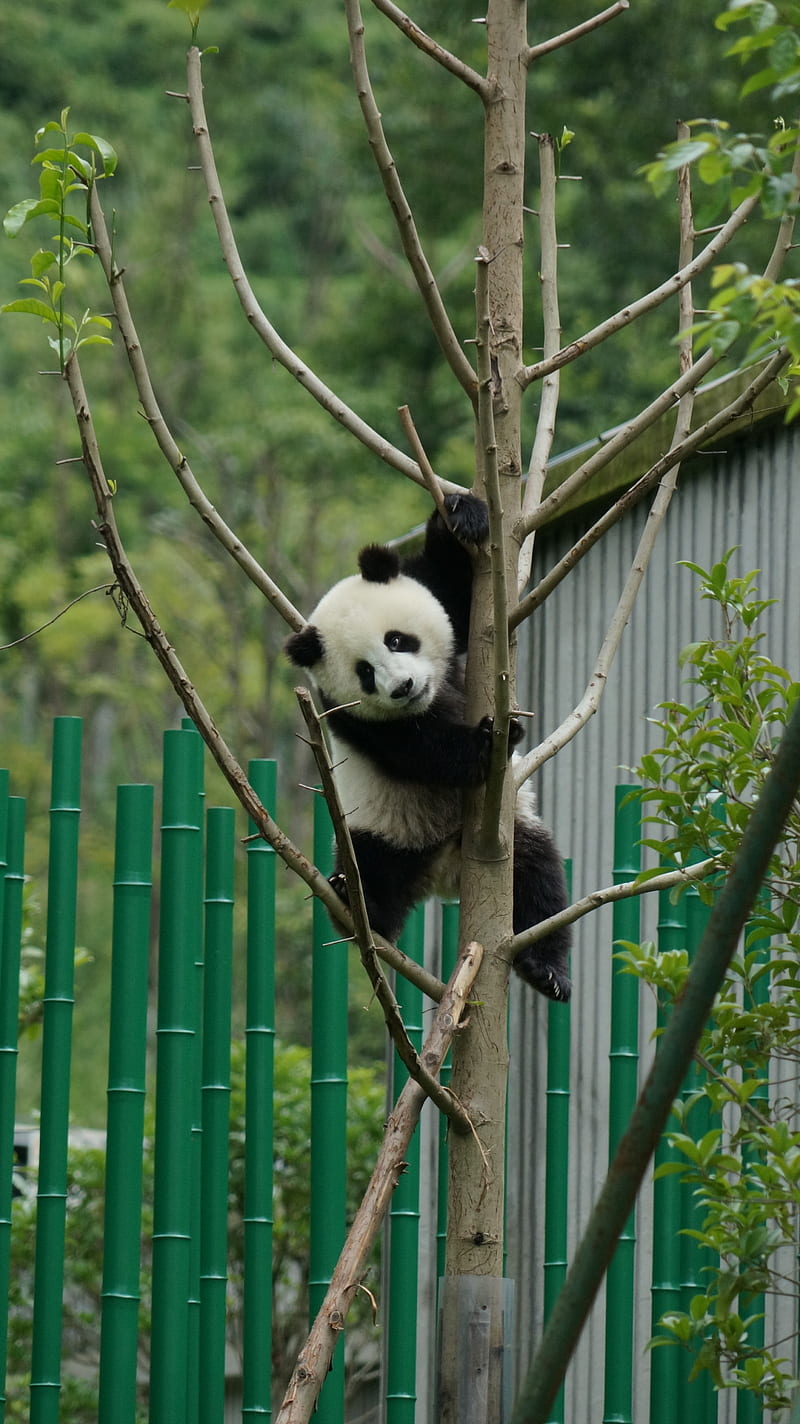 panda, pose, tree, bamboo, nature, HD phone wallpaper