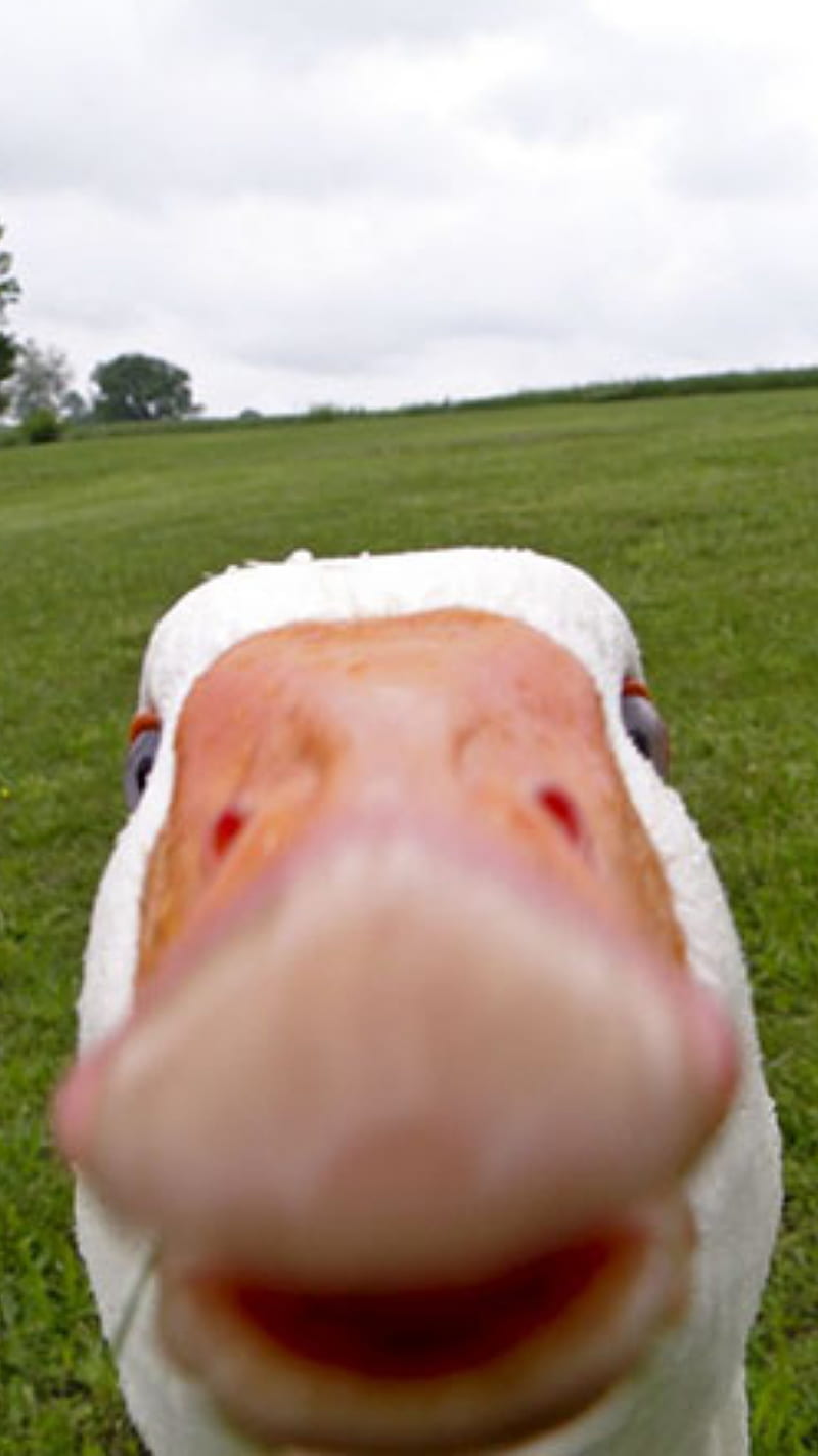 Duck Selfie, animal, eggs, farm, goose, iphone, samsung, HD phone wallpaper
