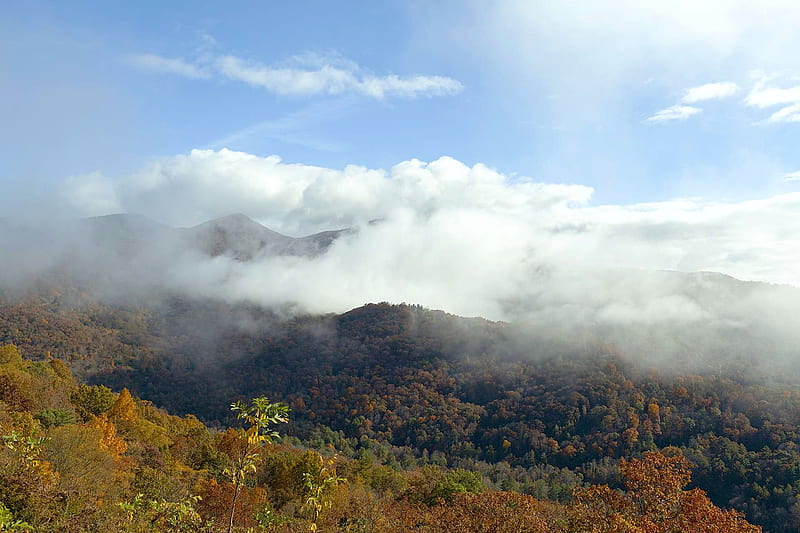 Blue Ridge Parkway mile 378,North Carolina, mist, leaves, autumn, usa, colors, morning, trees, HD wallpaper