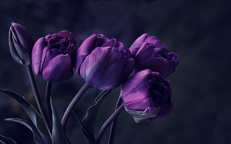 Violet tulips, spring flowers, tulips, purple flowers, purple tulips, HD wallpaper