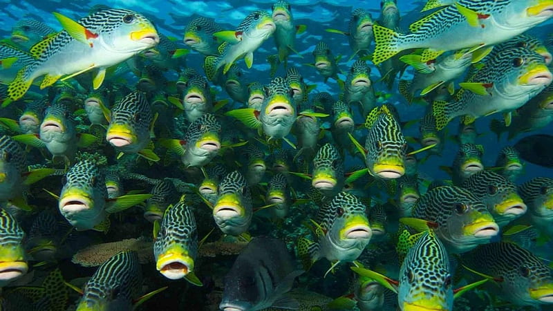 School of tropical fish, reef, butterfly fish, water, fish, ocean, Great  Barrier Reef, HD wallpaper | Peakpx