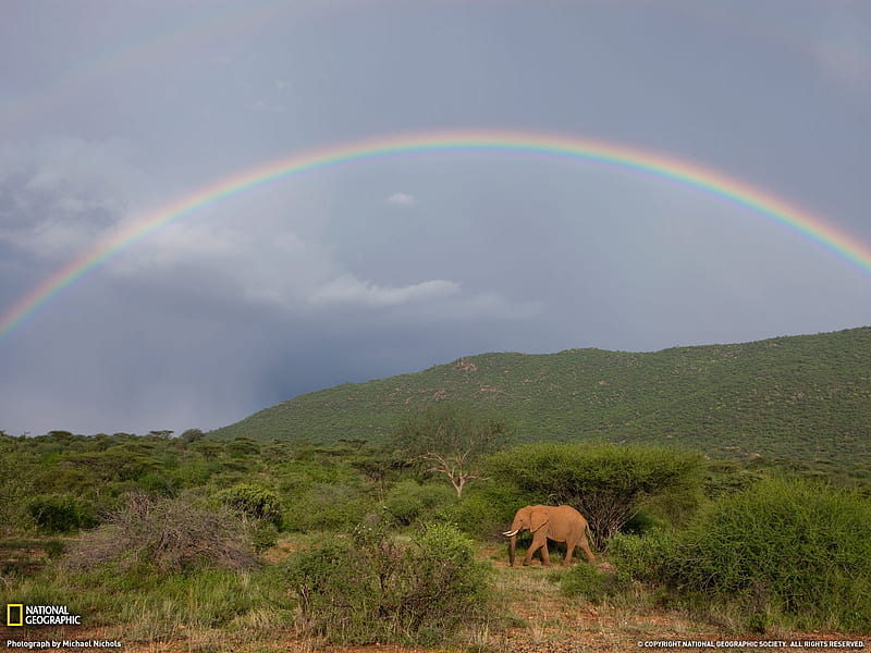 elephant rainbow Kenya- National Geographic selected, HD wallpaper
