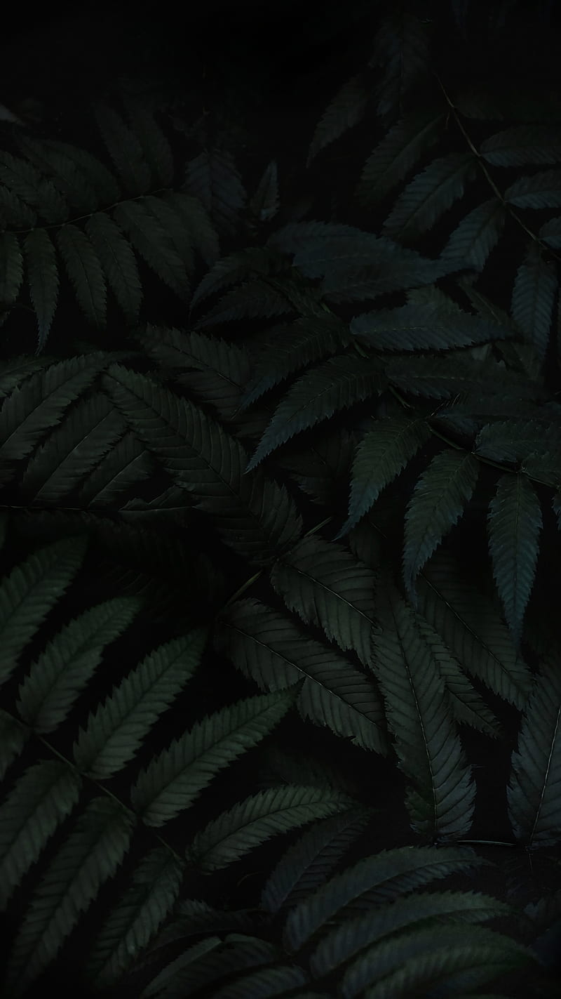 Leaf, amoled, black, edge, forest, green, realme, simple, HD phone wallpaper  | Peakpx