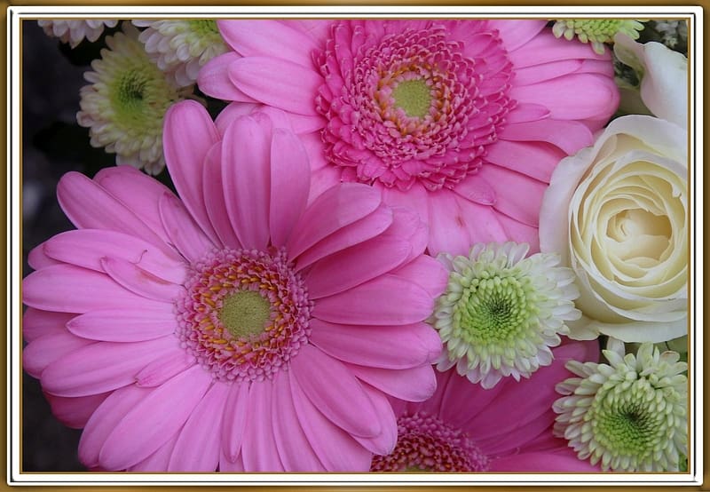 BONITAS GERBERAS, BONITAS, NATURALEZA, FLORES, Fondo de pantalla HD | Peakpx