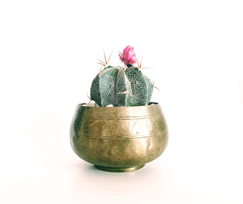 pink petaled flower cactus plant on brass-colored pot, HD wallpaper