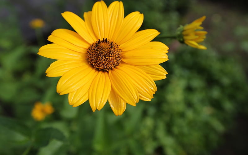 A flower, forest, green, flower, summer, yellow, garden, nature, spring ...