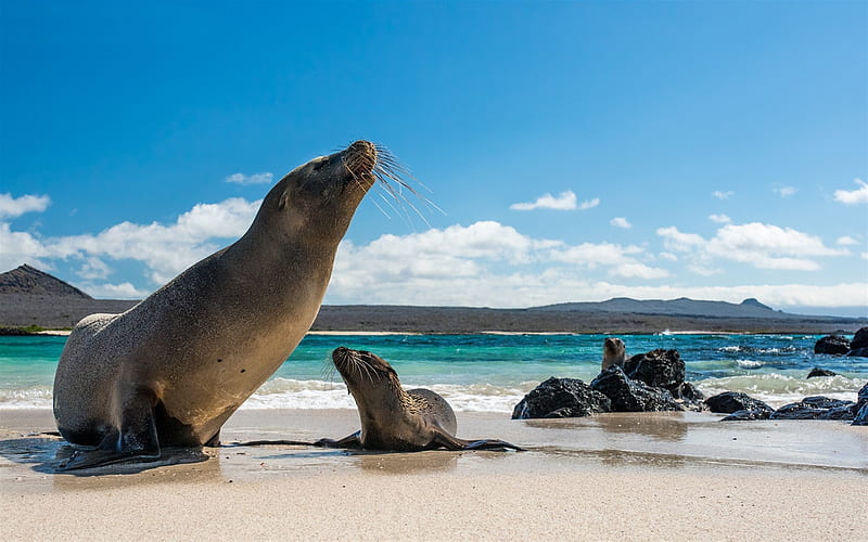 Galapagos sea lion, wildlife, marine animals, Galapagos Islands, North America, HD wallpaper