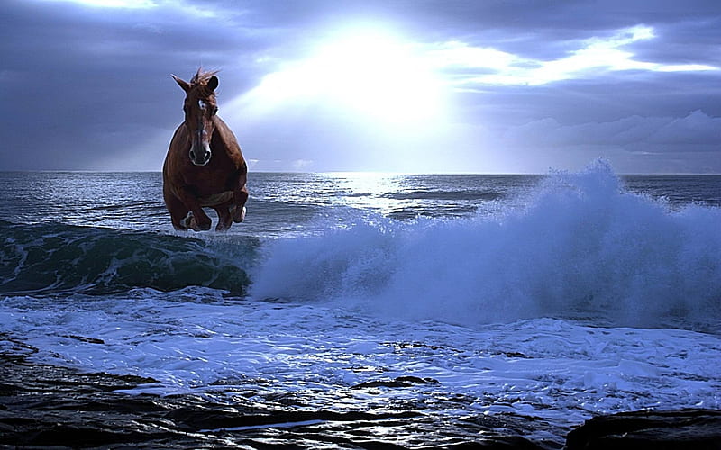 Wind-Amazing Horse theme, HD wallpaper