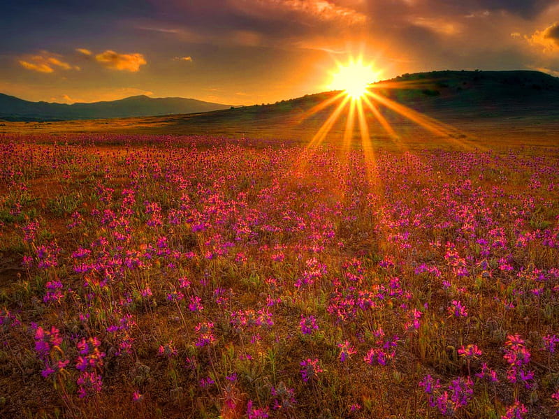 Sunlight over the field, glow, sun, dazzling, bonito, clouds, mountain, bright, flowers, light, sunlight, golden, sky, rays, summer, nature, meadow, field, HD wallpaper