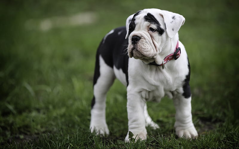American Bulldog, sad dog, puppy, dogs, lawn, cute animals, pets, American Bulldog Dog, HD wallpaper
