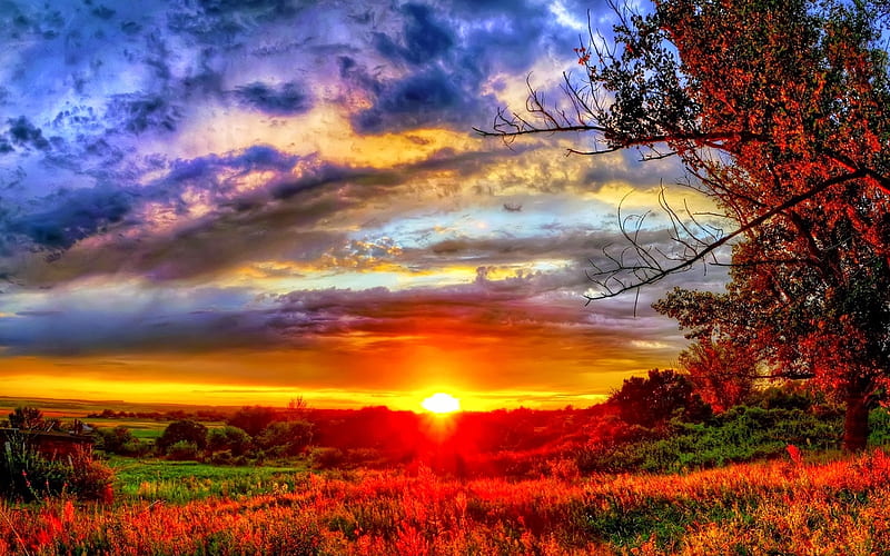 Beautiful Sunrise, forest, flowers, nature, sunrise, trees, clouds, field, HD wallpaper