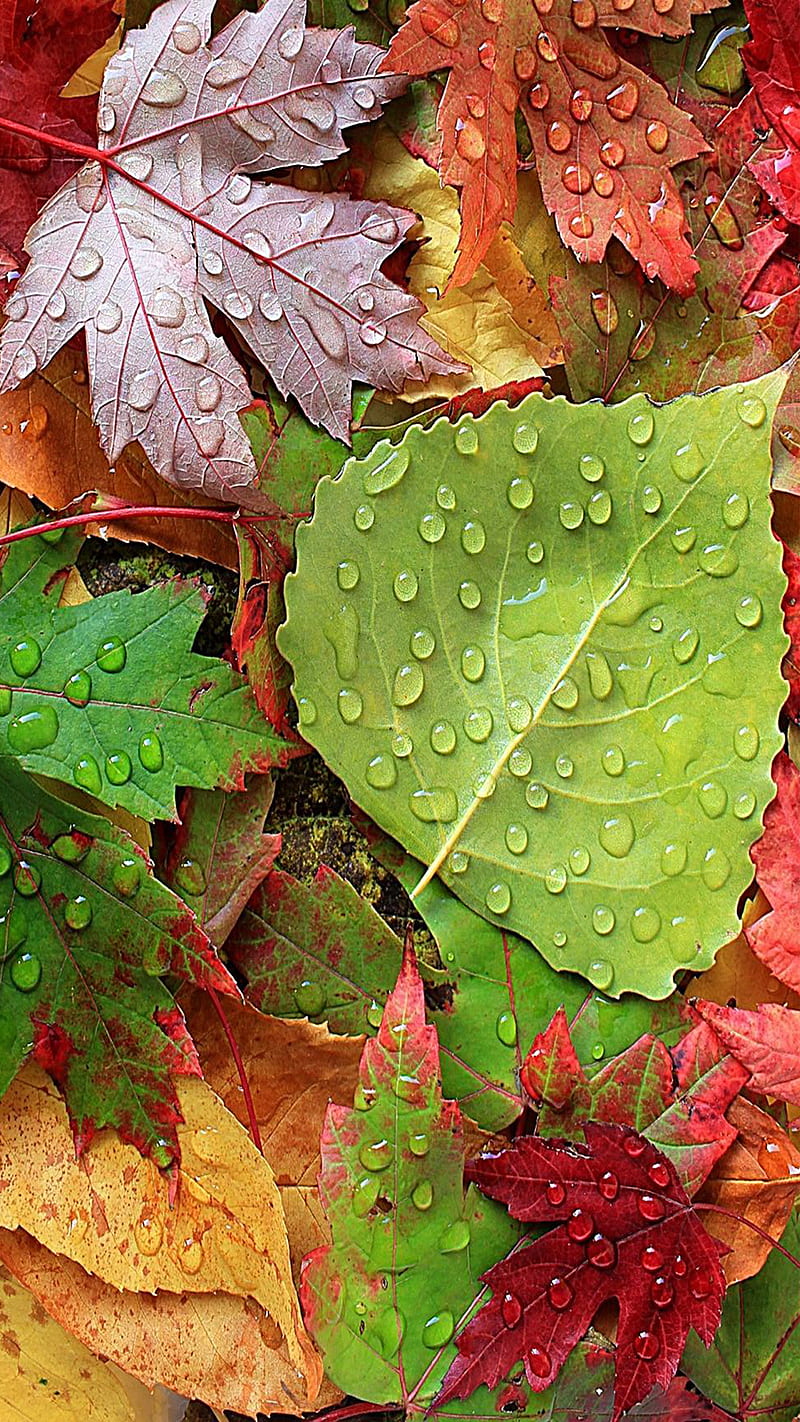 leaves, colorful, drops, nature, water, HD phone wallpaper