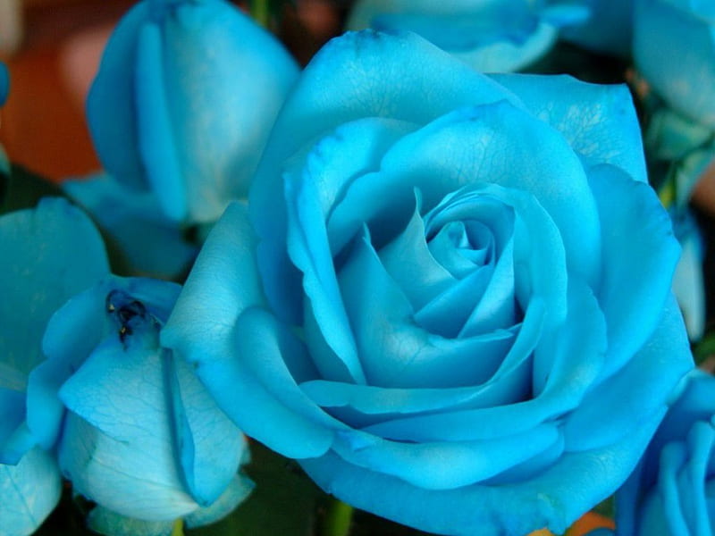 **Blue Rose**, rose, bright, flowers, nature, buds, blue, HD wallpaper ...
