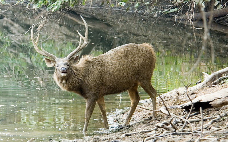 Deer By A River, forest, fawn, buck, stag, antler, deer, pond, doe, wildlife, nature, river, fur, animals, HD wallpaper