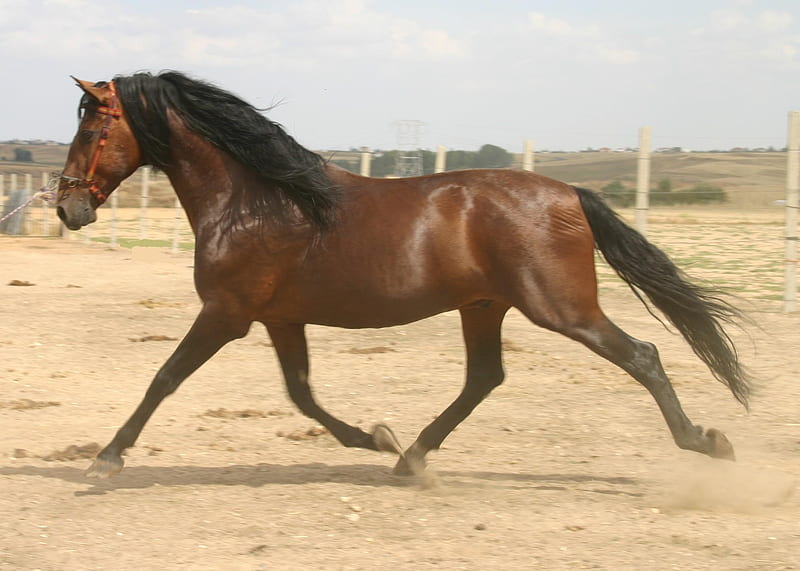 Brown Spaniard, andalusian horse, stallions, spanish horse, animals, horses, HD wallpaper