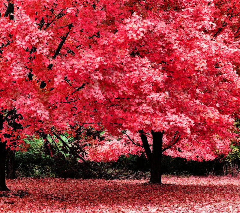 Autumn Trees, HD wallpaper | Peakpx
