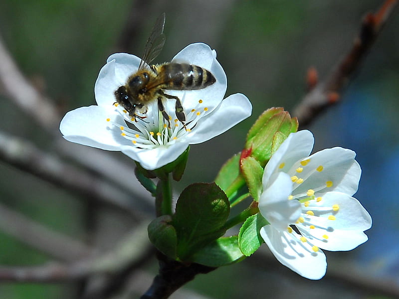 Apple blossoms, flower, tree, honeybee, HD wallpaper