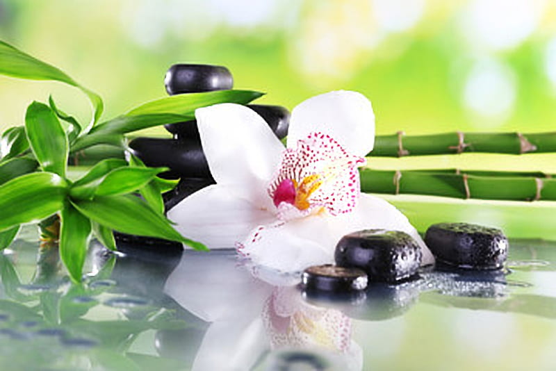 Spa stones and bamboo, Flowers, Stones, Bamboo, Orchids, HD wallpaper