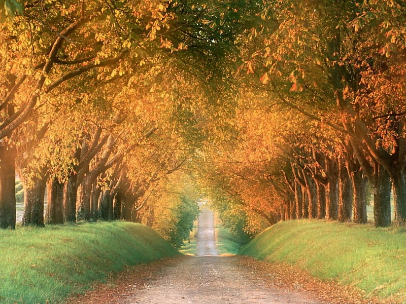 AUTOMN ROAD, nature, other, HD wallpaper