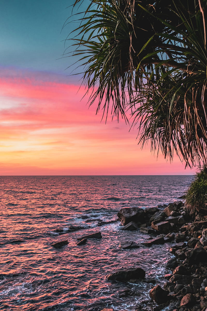 sunset, palm, sea, coast, pink, HD phone wallpaper