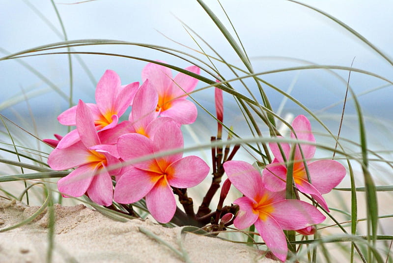 Plumeria on a Beach Sand Dune, grass, plumeria, sea, beach, sand, dunes, flowers, seaside, pink, exotic, ocean, hawaii, dune, frangipani, paradise, island, tropical, hawaiian, HD wallpaper