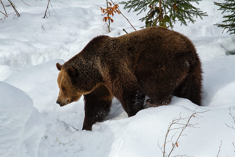 bear, brown bear, muzzle, predator, snow, HD wallpaper
