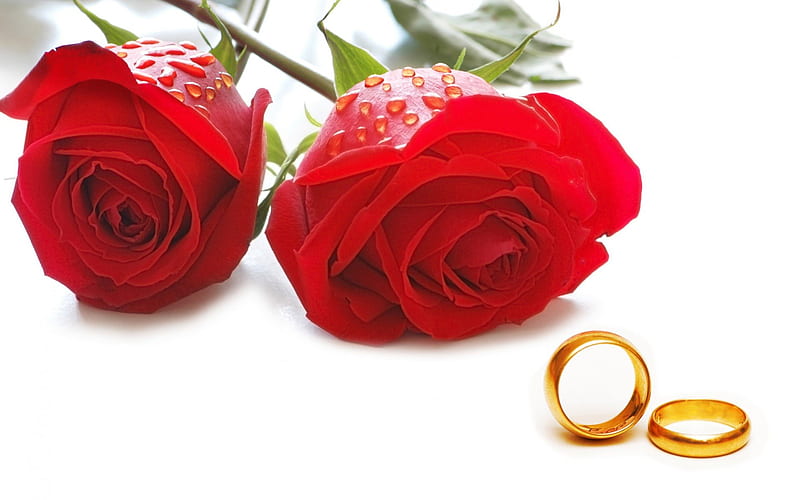 Wedding rings, engagement, love, roses, ring, wedding, HD wallpaper