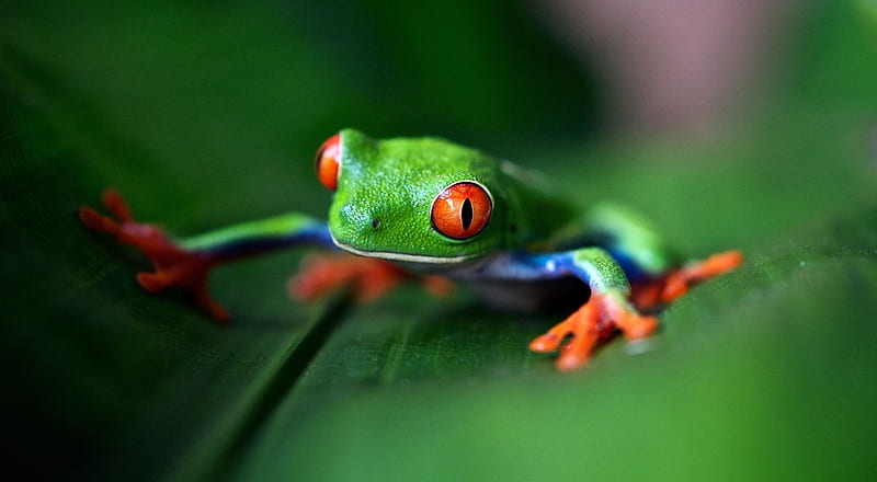 Red eyed frog, cute, frog, wild, wildlife, nature, reptiles, animals, wild animals, HD wallpaper