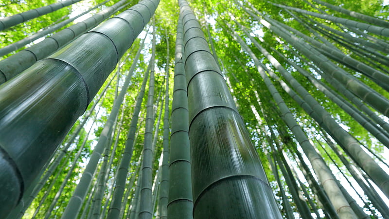 Worm's Eye View Of Bamboo Trees Forest Bamboo, HD wallpaper