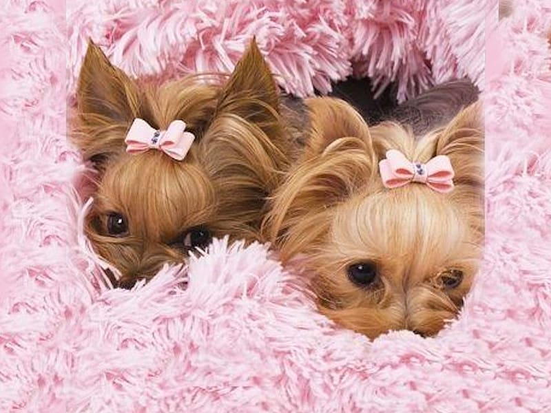 Peppie Puppies Tan1, vivid, tan, bright, blanket, bold, puppies, bows, colorful, vibrant, pink, HD wallpaper