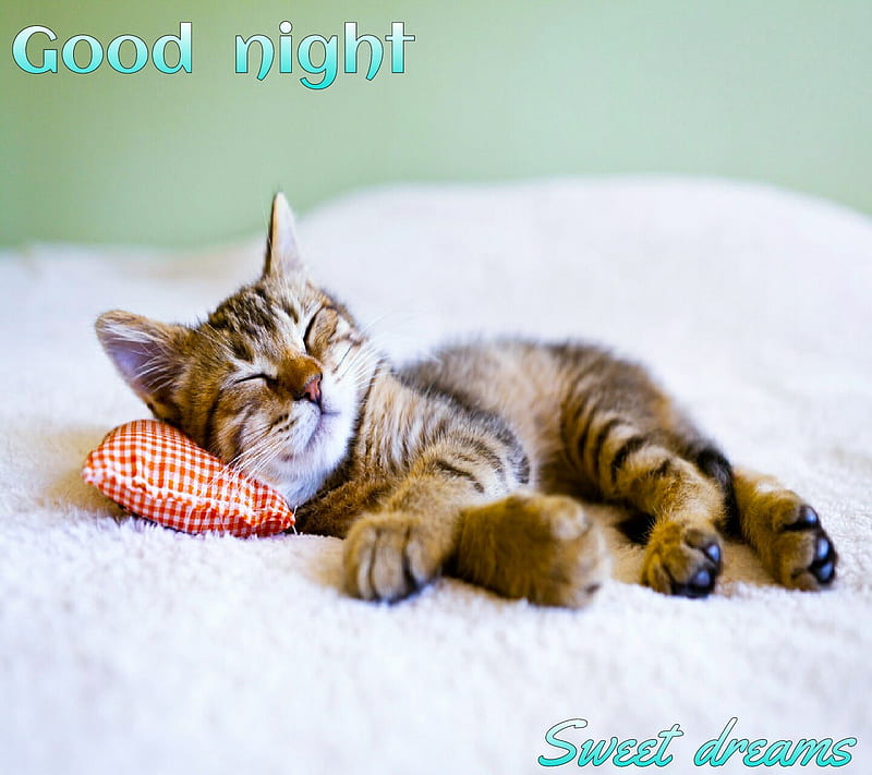 Good night, cat, HD wallpaper