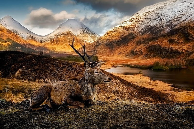 King of The Highlands, highlands, deer, antlers, mountain, snow, nature, stag, HD wallpaper