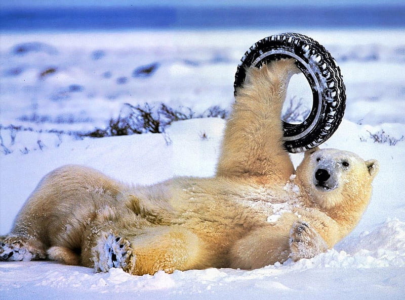 Polar Bear, bear, polar, winter, tyre, HD wallpaper