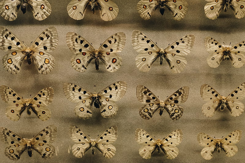 Brown Moth Lot, HD wallpaper