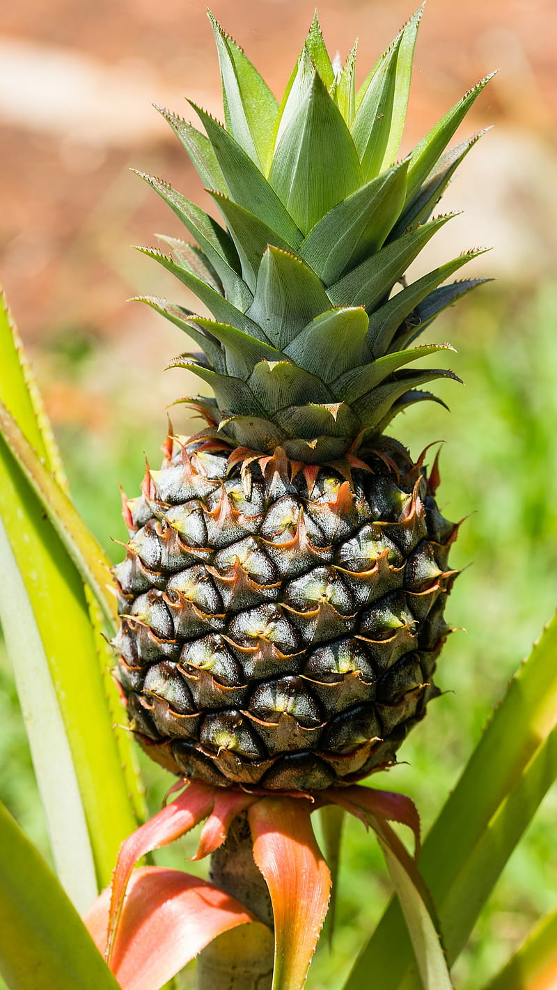 pineapple, apple, awesome, cute, fruit, hawaii, pine, HD phone wallpaper
