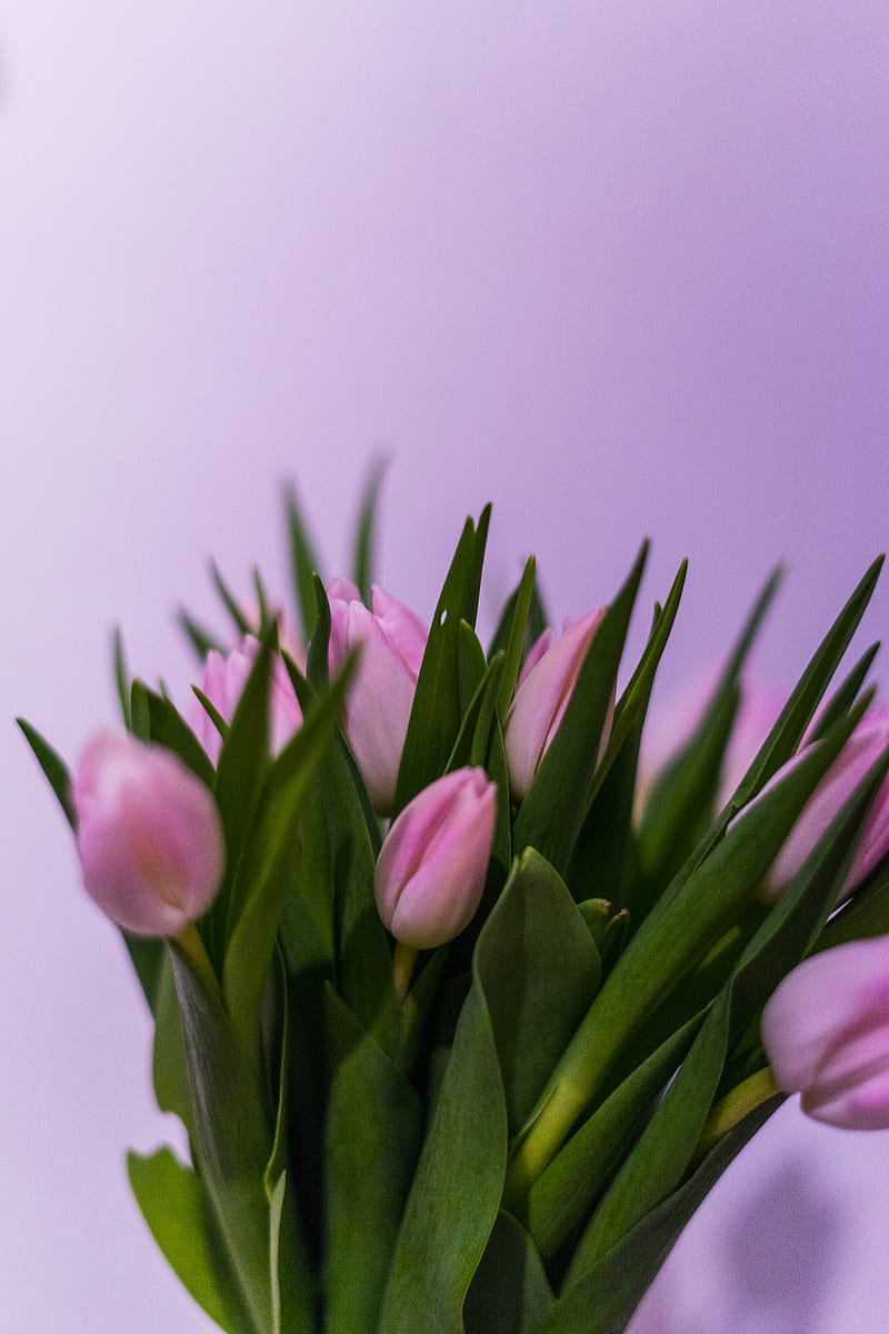 pink tulips in bloom close up, HD phone wallpaper