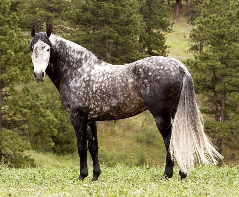 Grey Dappled Andalusian, spanish stallion, andalusian stallion, grey horse, animals, horses, spain, HD wallpaper