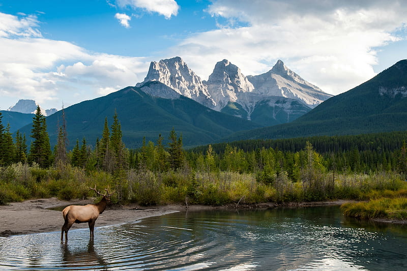 Three Sisters Mountains, Bull Elk, mountains, elk, forest, water, nature, canada, HD wallpaper