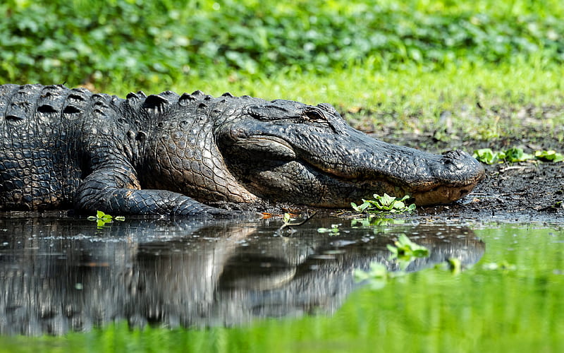 Alligator wildlife, reptile, crocodile, lake, bokeh, HD wallpaper