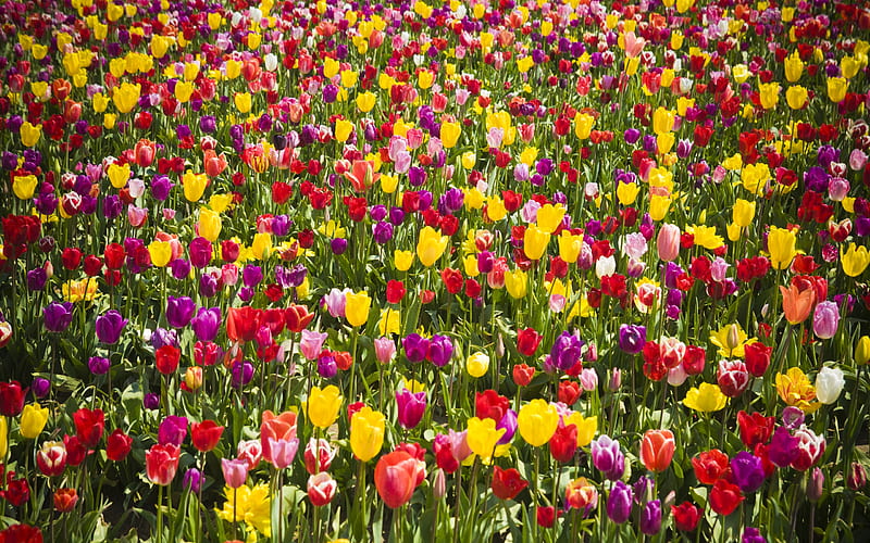 Sea of Tulips, flowers, colors, garden, nature, bonito, tulips, HD wallpaper