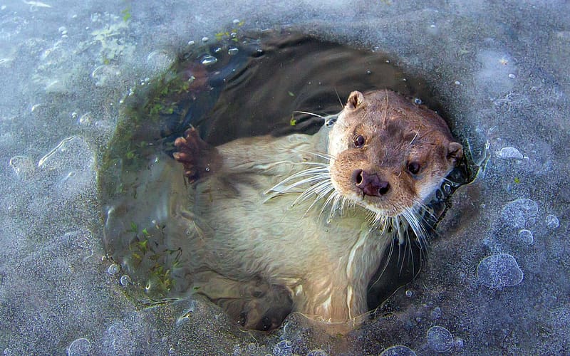 Animal, Otter, HD wallpaper